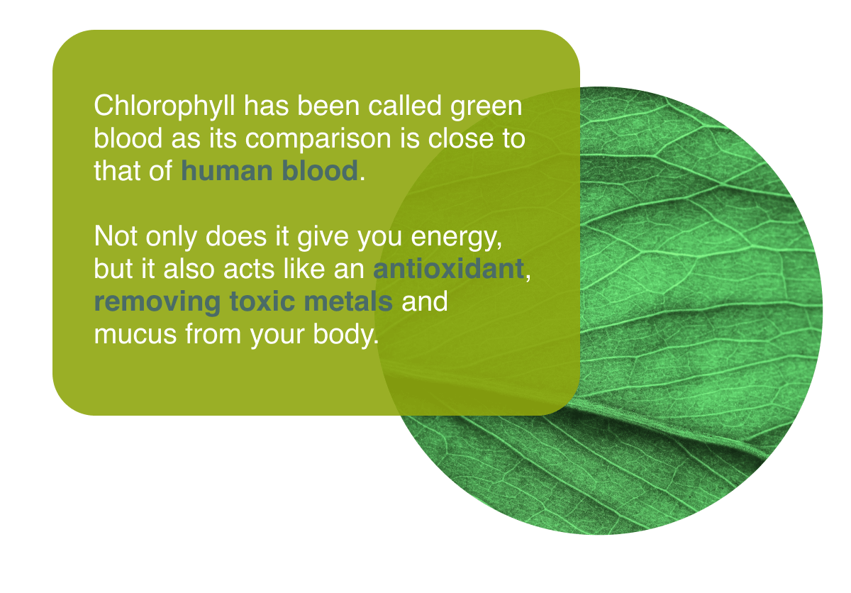 9 Benefits Of Chlorophyll You Need To Know Alkaline Herb Shop